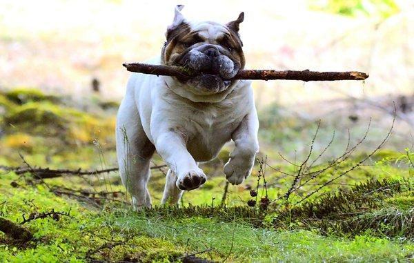 Dog Walker in Rego Park or Forest Hills