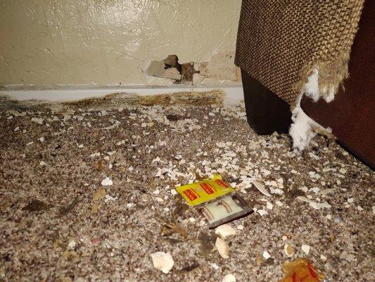 Rat made hole in the wall