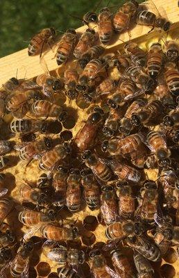 Ash Tree Apiary