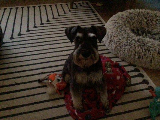 Reigning Cats & Dogs