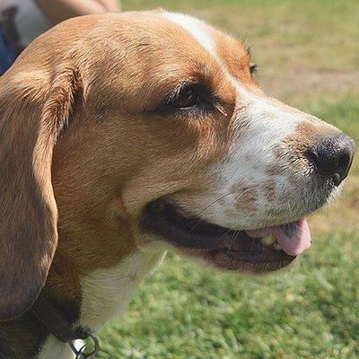 Most Valuable Dog Training