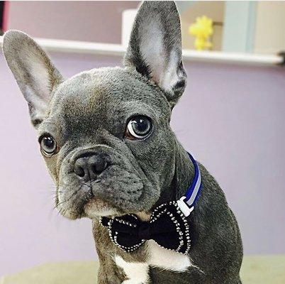 Bubbles & Biscuits Paw Spa