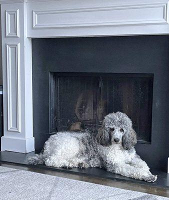 Standard Poodle