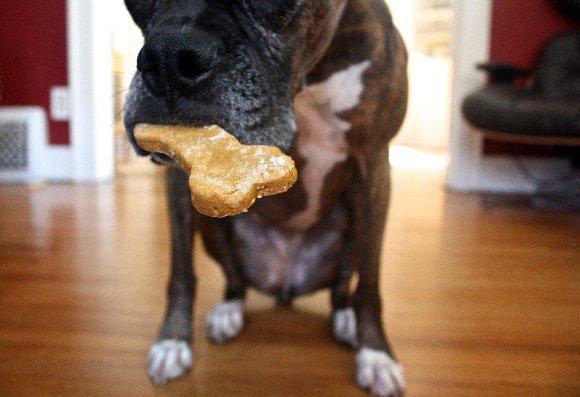BARK TRUCK'S PEANUT BUTTER BACON BISCUIT !