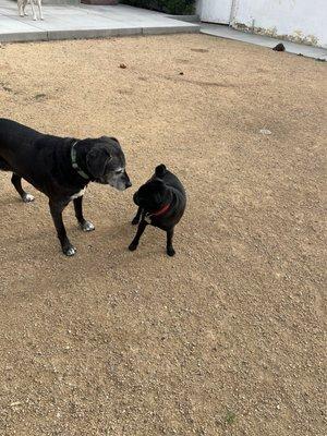 Kim & Ashley's Pet Sitting Services