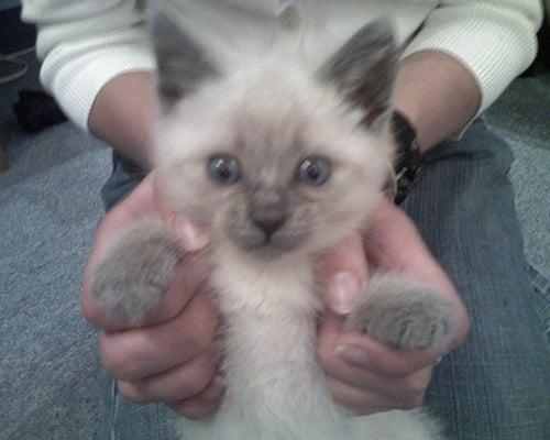 Animal Care and Regulation