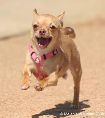 Houston's Best Pet Sitters