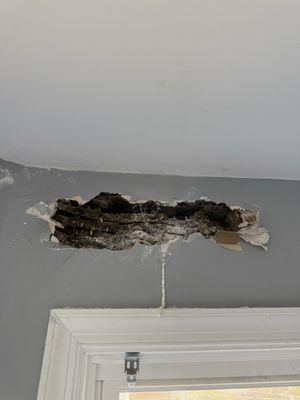 Yellow jackets nest behind wall
