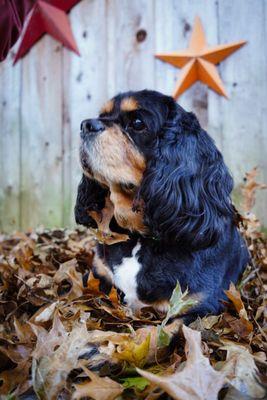Faithful Friends Pet Memory Center