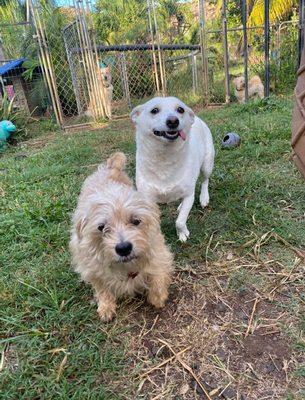 Love Them and Leave Them Pet Sitting Service Hawaii