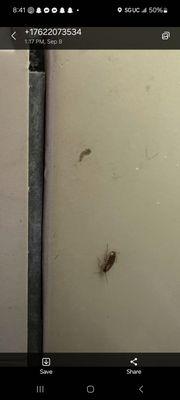 Roaches. Video will not upload