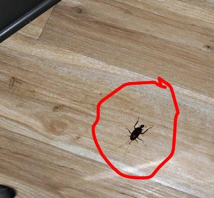 The Cockroach that fell out of the air vent, on top of my husband, while we were sitting on the sofa.