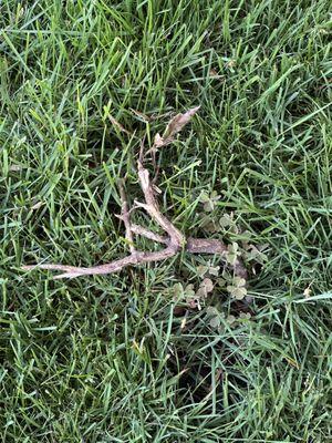 Northwest Maintenance Company