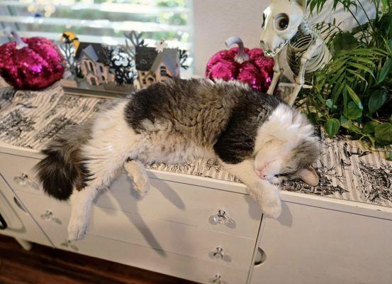 Jeanette Shelby Realty & Property Management