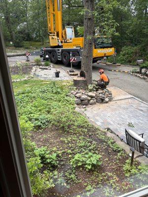 Marquis Tree Service