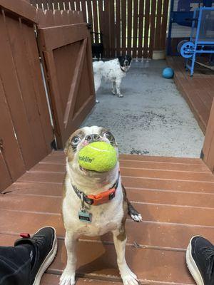 Zuma’s Grooming, Boarding & Daycare