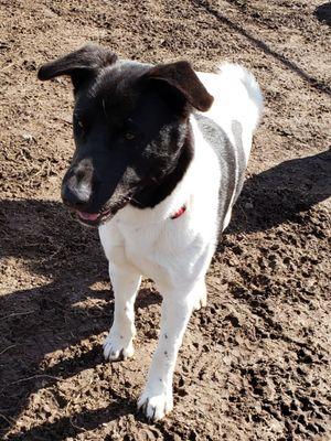 The City of Waller Animal Shelter and Rescue