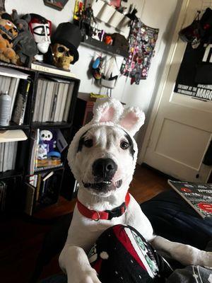 Dehart Veterinary Services