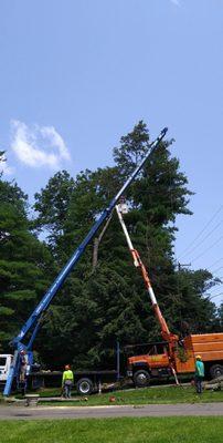 Timberline Tree Service