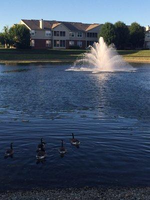 Foxfire At Valley Lakes