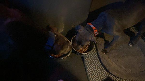 Beloit Animal Hospital