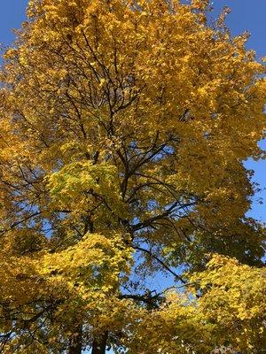 Lane Wallace Patterson Tree Services