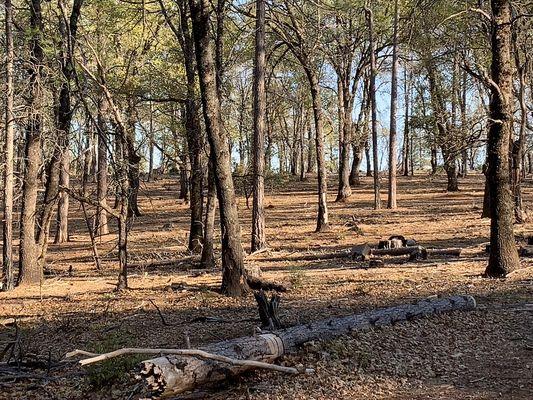 Fire Wise Landscaping