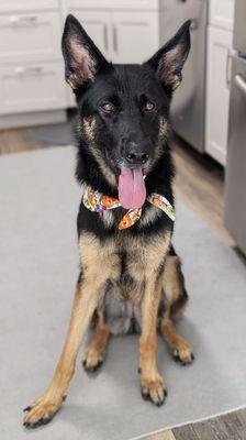 Hi there! I'm Stella...a cute German shepherd. I'm almost 2 years old Jeffrey at Woofies's makes me look and smell so pretty!