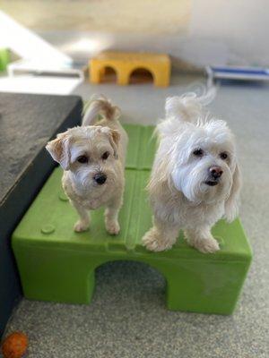 Ruff House Pet Resort