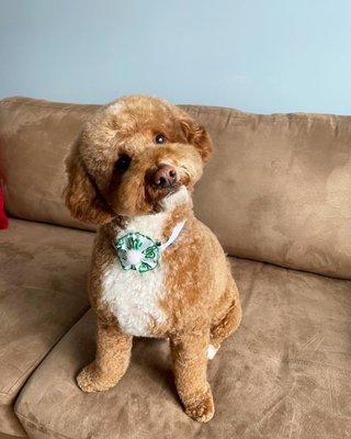 Pixel Pets Pet Salon