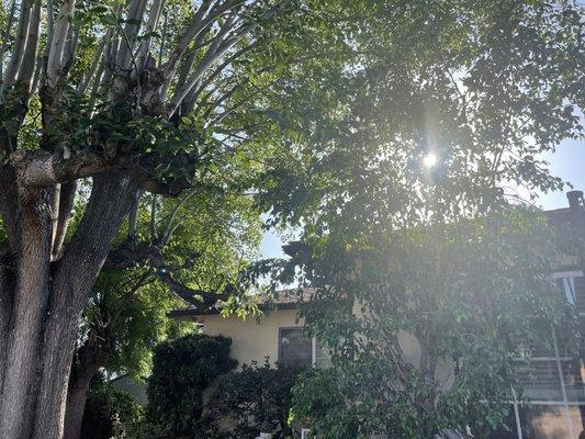 Pasadena Gardening & Tree Service