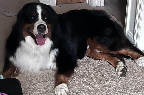 Lilo, female Bernese mountain dog freshly groomed!
