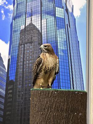 The red tail hawk show! It was so great the back drops just happened to make this picture look even cooler.