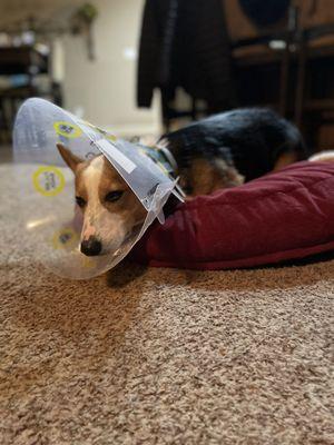 Marina Animal Clinic