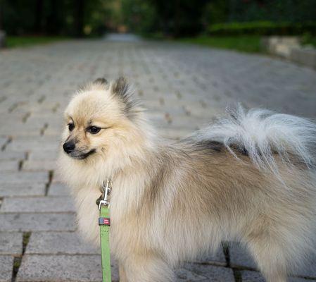 Kadens Dogwalking