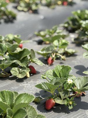 McGrath Family Farms