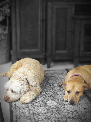 Tatiana's Pet Grooming