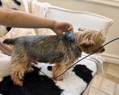 Adorable Pet Grooming