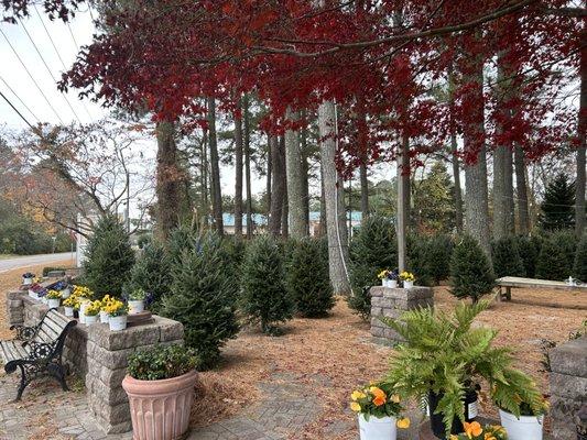 Hudgins Nursery & Garden Center