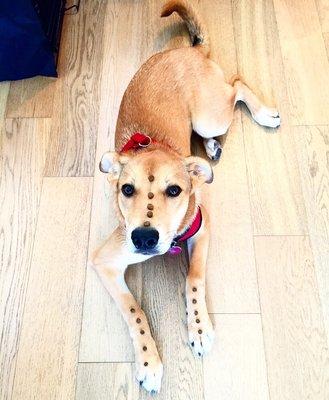 Woof Pack Dog Training