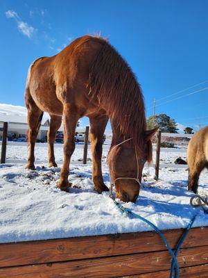 Kingman's Healing Hooves
