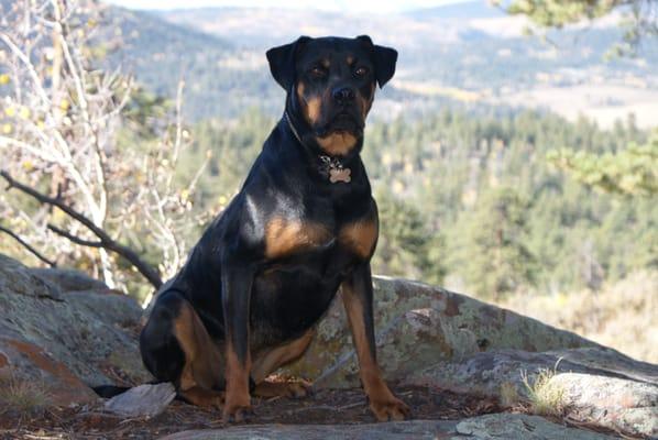 Top Dog Training & Protection Services