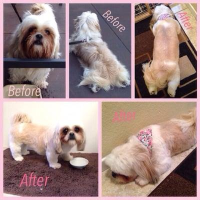 Surf Doggie Mobile Pet Grooming