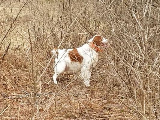 Yellow Dog Hunting Grounds