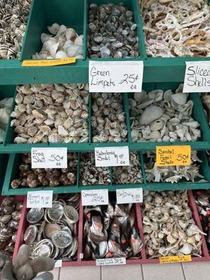 She Sells Sea Shells