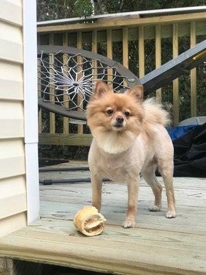 Posh Pups Grooming Salon