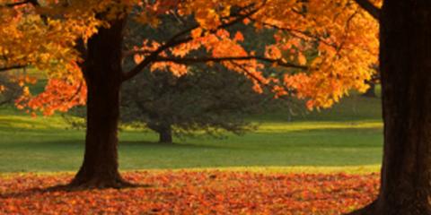 Big Beaver Tree Service