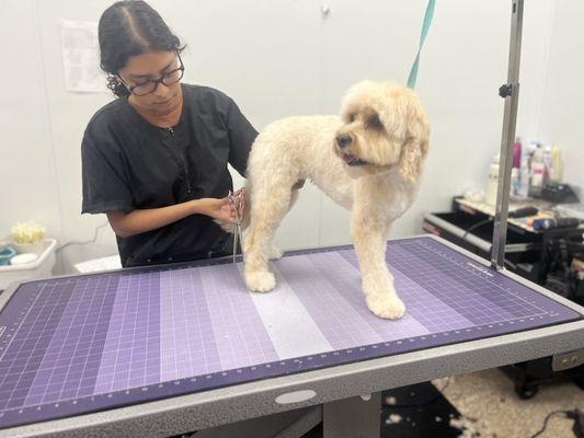 The Dog House Pet Salon