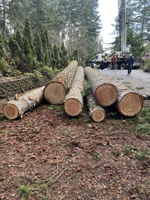 Archon Tree Services