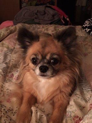 This is my poor baby that her life was cut short by that female vet